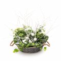 Kalanchoe and Ivy basket