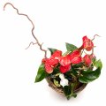 Red anthurium basket