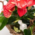 Red anthurium basket