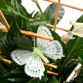 Potted peace lily