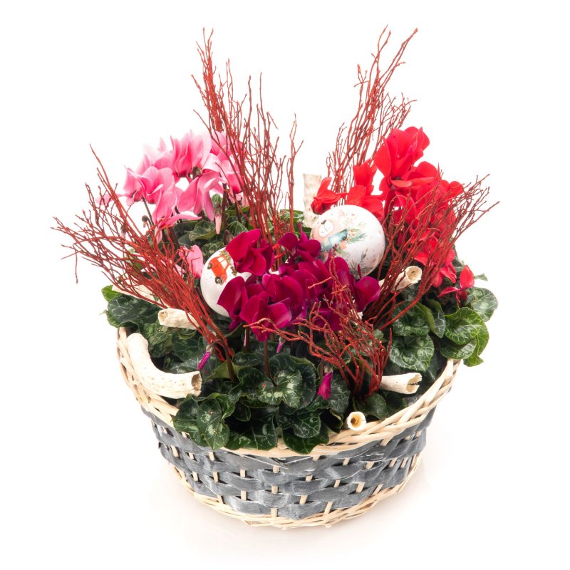 Christmas plant Basket