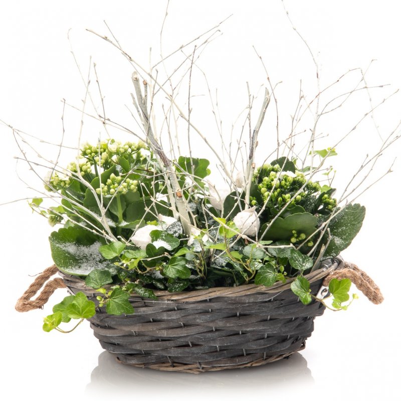 Kalanchoe and Ivy basket