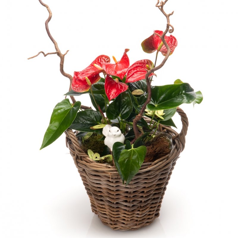 Red anthurium basket