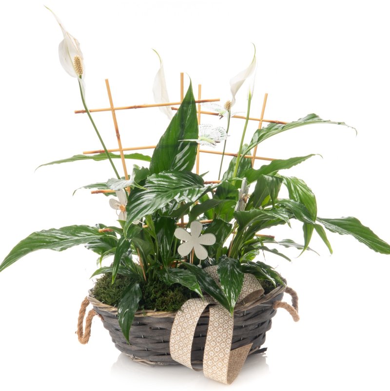 Potted peace lily